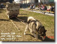 Brit La Rose Loscan -držitel europoháru v pullingu 2005 a 2006