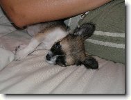 Elf Balek - Blíženec