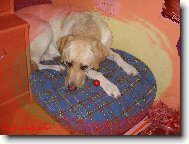 Rajčátka Megie miluje