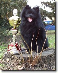 Německý špic střední