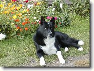 Karelák Ikar Nalle Bohemia