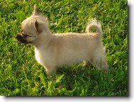 Jeles-le od Vydří zátoky