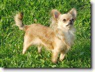 Beyla Svinovský pahorek