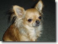 Beyla Svinovský pahorek