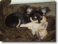 Jeles-le od Vydří zátoky a Amar od Dorrinky