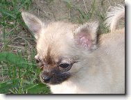 Jeles-le od Vydří zátoky