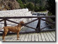 Arwin na lávce v Průhonickém parku