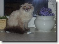 skotská klapouchá kočka