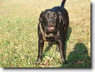 Bryta od maršovských luk