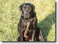 Takový hodný pejsek