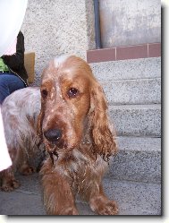 DAR ODrostlé štěně