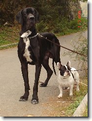 Cyrillius Regia Uttis + starší brácha