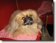 Auki Stelar, 14 let,6 měsíců,27 dní