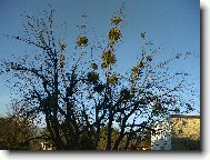 jmelí na mé zahradě