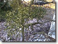 jmelí na mé zahradě