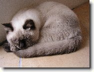 Sugar Dream´s EEDEN - Eda