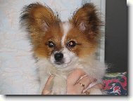 Estel porubský květ