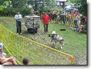 Aljašský malamut při pullingu