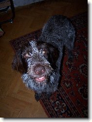 Gina od Dubového Dvora