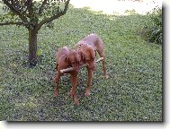 Erik od Veselského jezu (Mates)