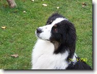 Týna (Agatha z Kamilkové zahrady)