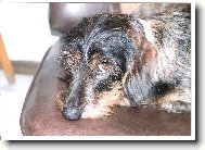 Gábi Staccato Bohemia