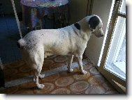 Pusťte mě na ten balkon