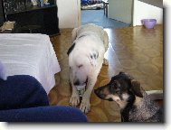 Jogurty mám nejraději