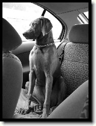 Ambra od Vokačovského rybníka