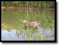 Ambra od Vokačovského rybníka