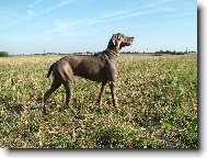 Ambra od Vokačovského rybníka