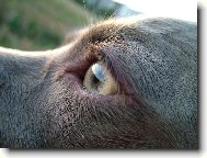 Ambra od Vokačovského rybníka