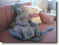 Ambra od Vokačovského rybníka