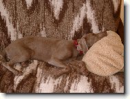 Ppppššššštttt....