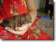 HOLČIČKA CELLERI-ANA