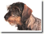 Gábi Staccato Bohemia