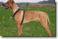 Rhodézský ridgeback