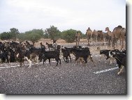 Stádo koz a velbloudů