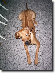 Rhodézský ridgeback