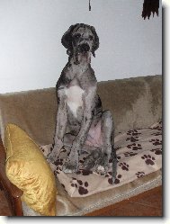 pan ATTILA - 4 měsíce