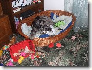 U nás v mateřské ...