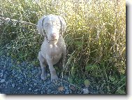 Arwen v divočině ;)