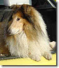 Voodoo´s Vow ze Zlaté Jalny (*1996)