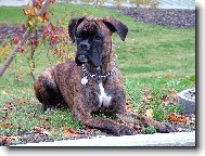 Sára ,dcera Pegyši