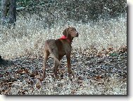 Paddy je rád v lese