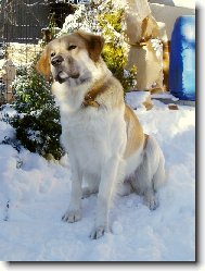 Benji Jenčíkův les