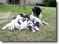 Francis Netolická obora