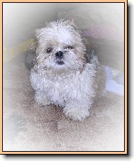 Katty-malej ďáblík