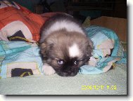 šteňátko tebeťáka