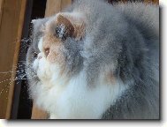 Wata Gashi Rému-Martin